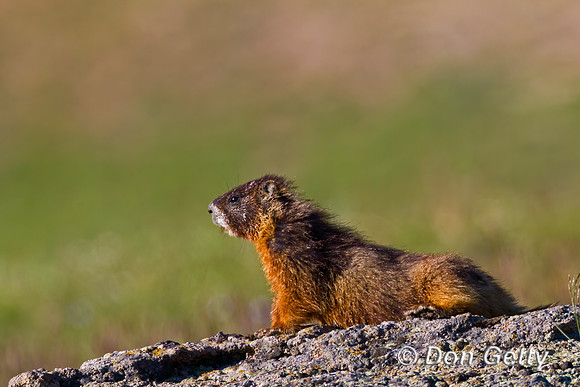 Yellow-bellied Marmot