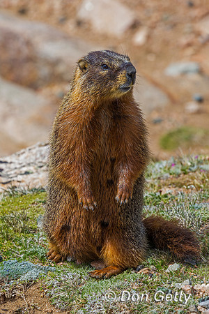 Yellow-bellied Marmot