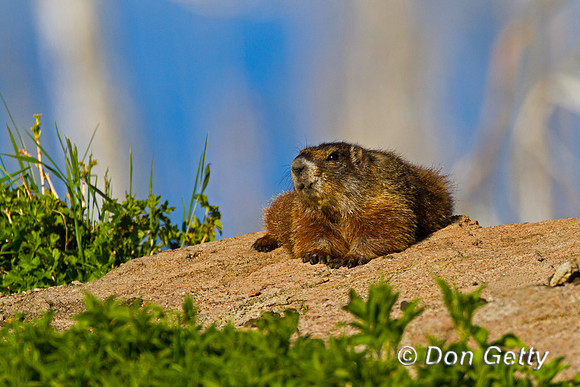 Yellow-bellied Marmot