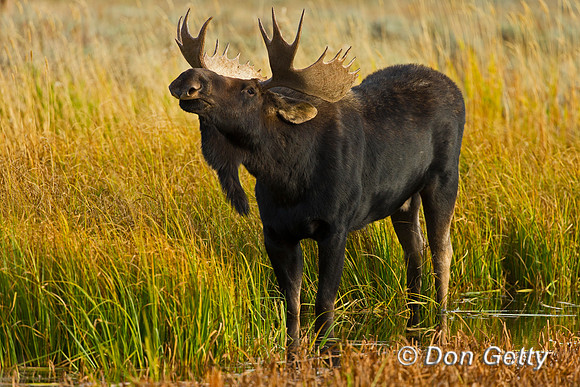 Moose