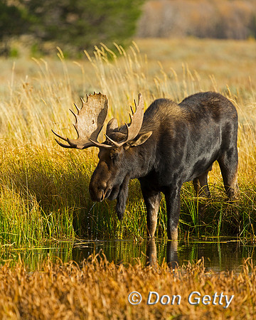 Moose