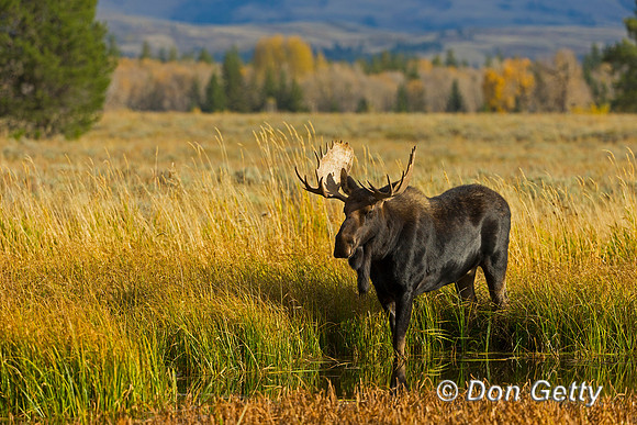 Moose