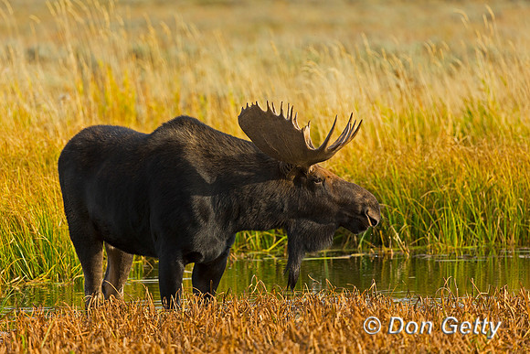 Moose