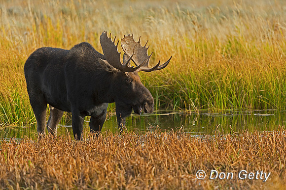 Moose