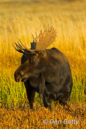 Moose