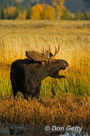 Moose