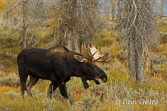 Moose