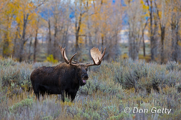 Moose