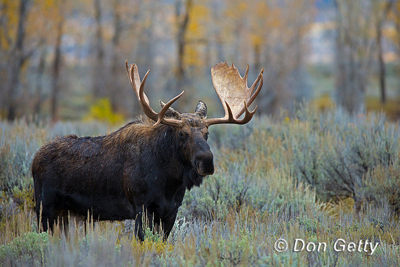 Moose
