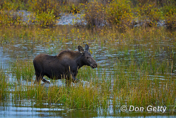 Moose