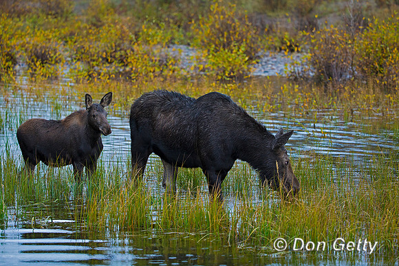 Moose