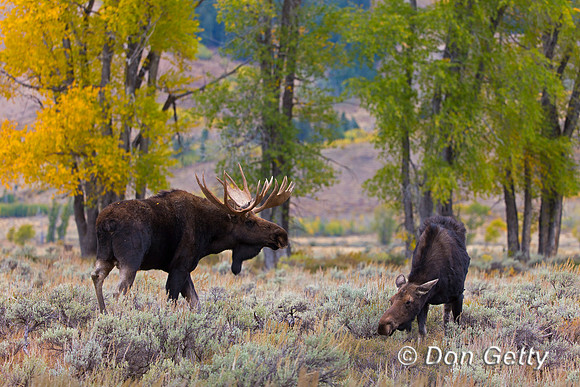Moose