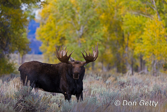 Moose