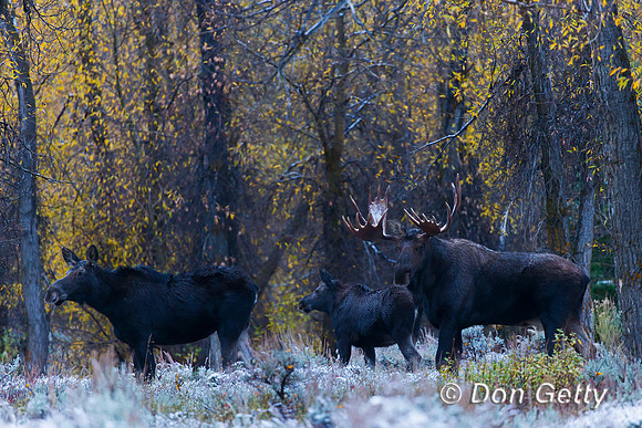 Moose