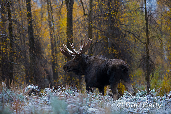 Moose