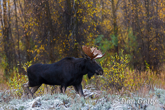 Moose