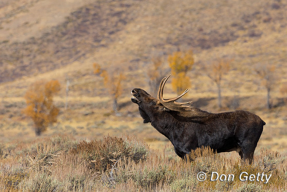Moose