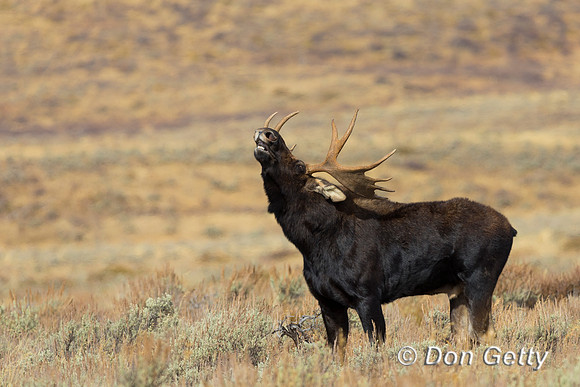 Moose
