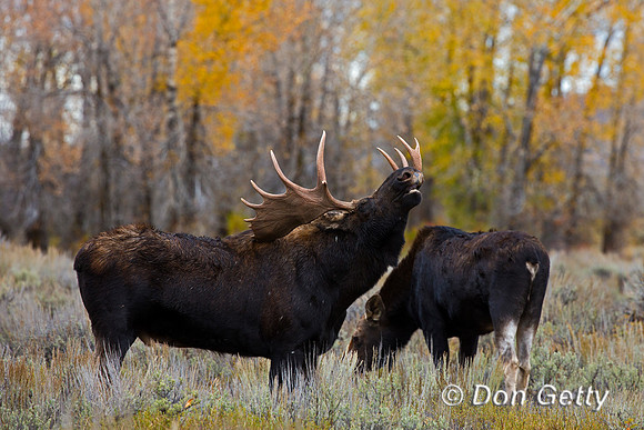 Moose