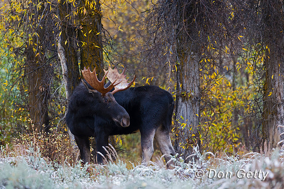 Moose