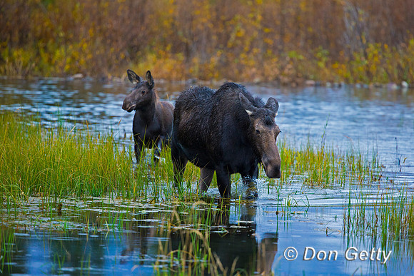 Moose