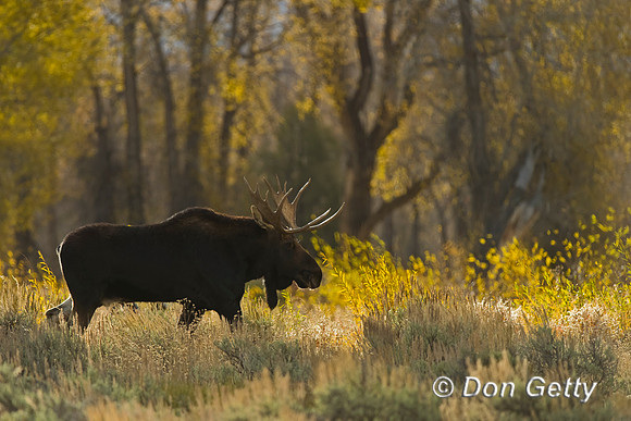 Moose