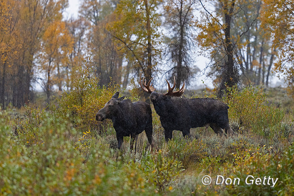 Moose