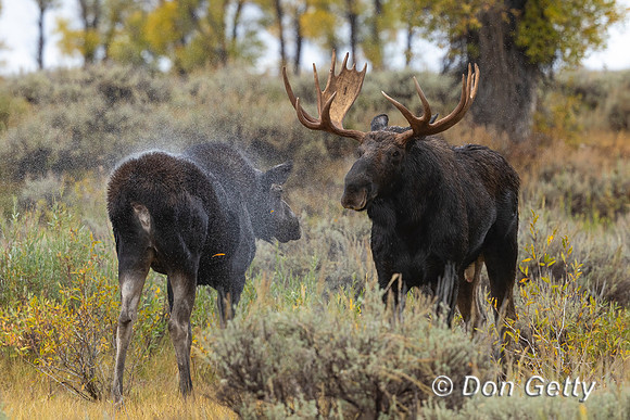 Moose