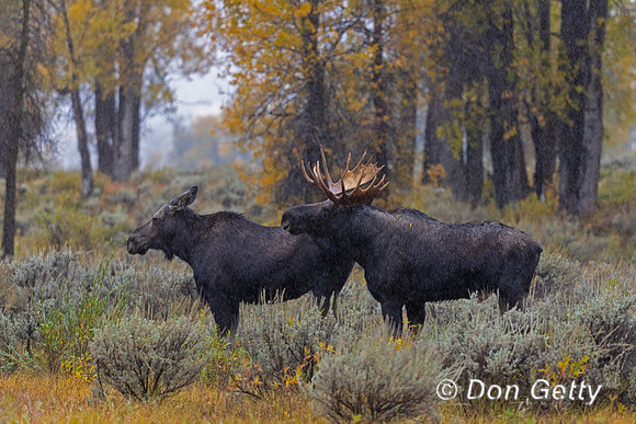 Moose