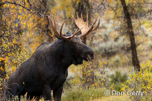 Moose