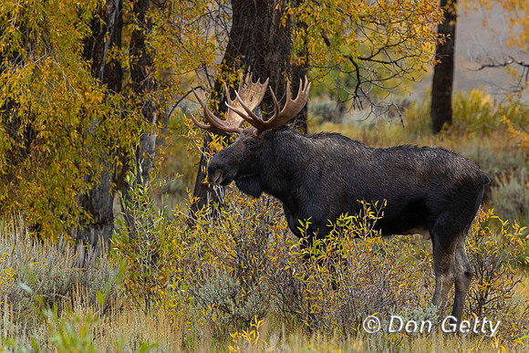 Moose