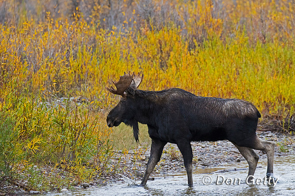 Moose
