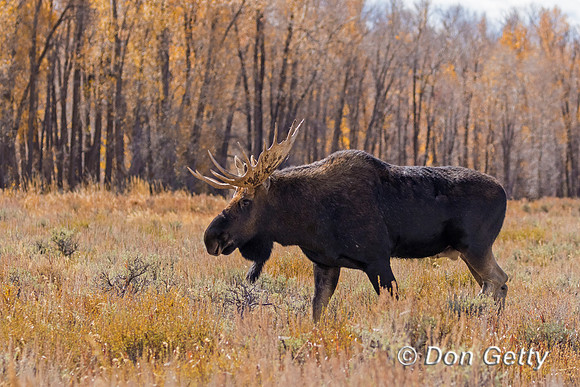 Moose