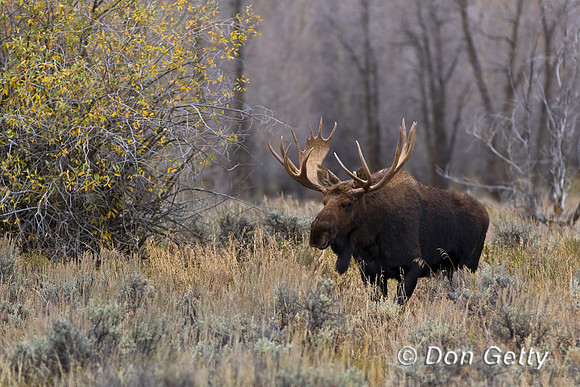 Moose