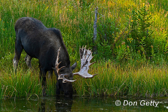 Moose