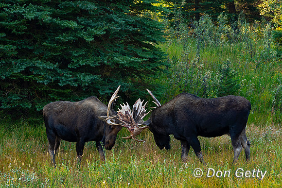 Moose