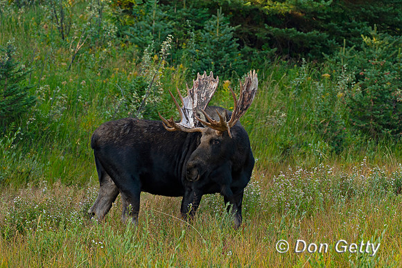 Moose