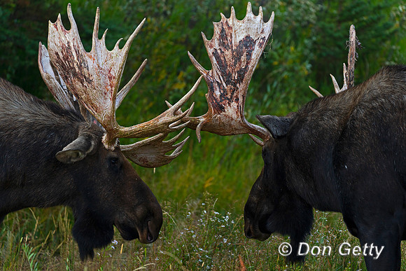 Moose