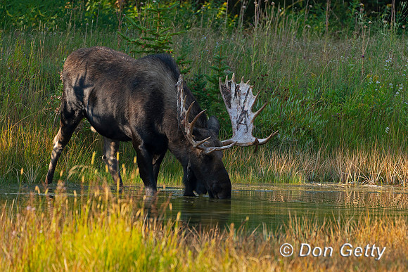 Moose