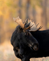 Moose
