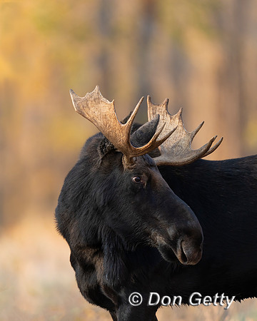 Moose