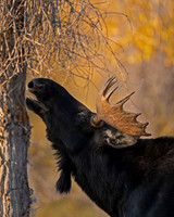 Moose