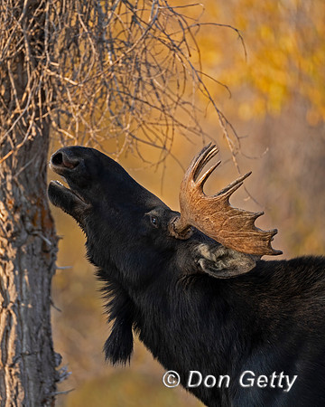 Moose