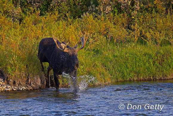 Moose