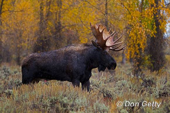 Moose