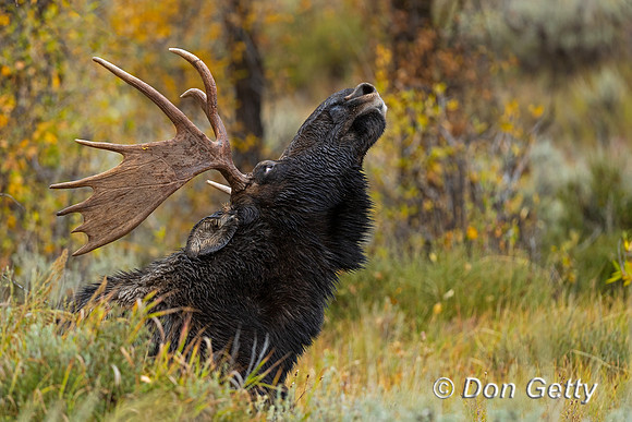 Moose