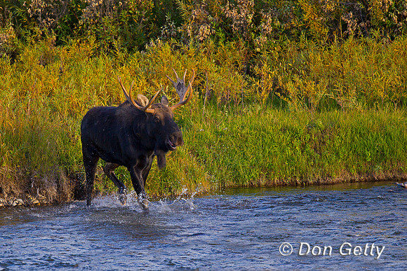 Moose
