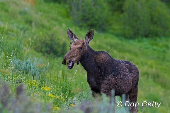 Moose