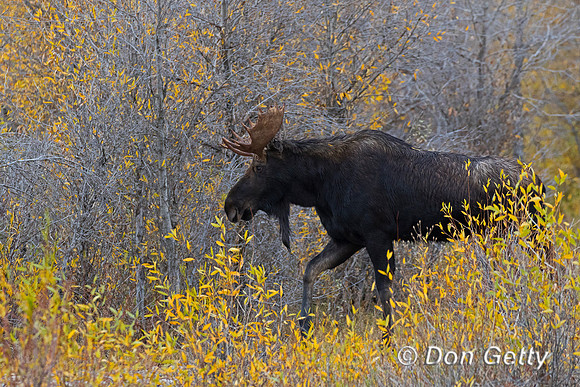 Moose