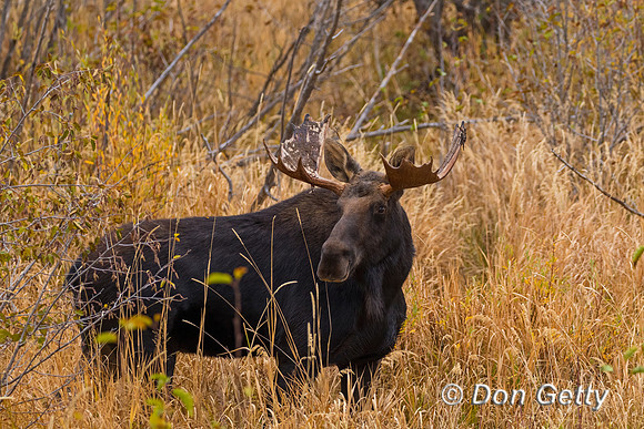 Moose